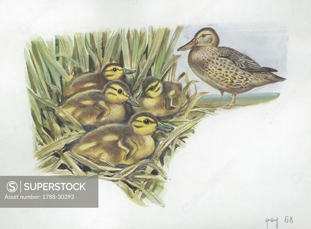 Northern Shoveler (Anas clypeata) with ducklings in nest, illustration  Zoology, Birds