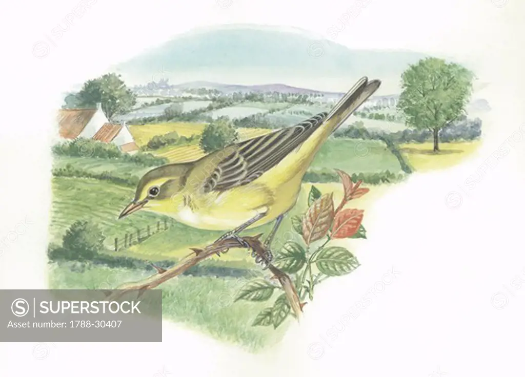 Melodious Warbler (Hippolais polyglotta), illustration  Zoology, Birds