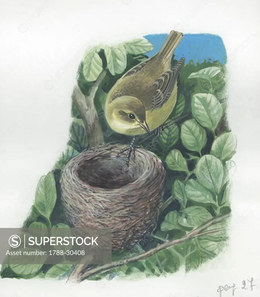 Melodious Warbler (Hippolais polyglotta) on nest, illustration  Zoology, Birds