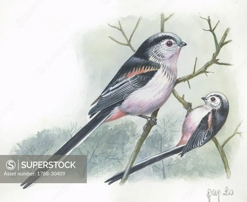 Long-tailed Tit (Aegithalos caudatus), illustration  Zoology, Birds