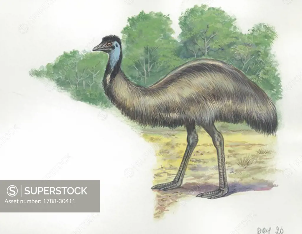 Emu (Dromaius novaehollandiae), illustration  Zoology, Birds