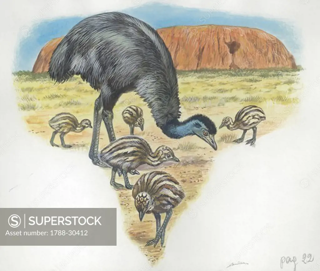 Emu (Dromaius novaehollandiae) with chicks, illustration  Zoology, Birds