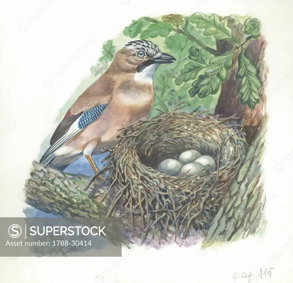 Eurasian Jay (Garrulus glandarius) on nest with eggs, illustration  Zoology, Birds