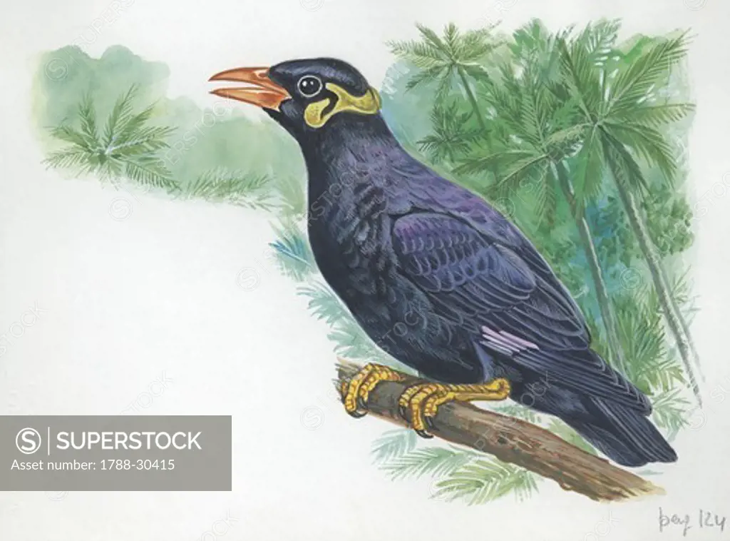 Blackbird (Turdus merula), illustration  Zoology, Birds