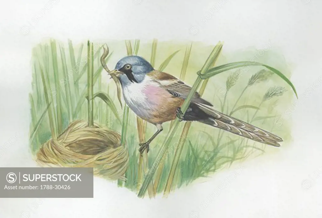Bearded Reedling (Panurus biarmicus) building nest, illustration  Zoology, Birds