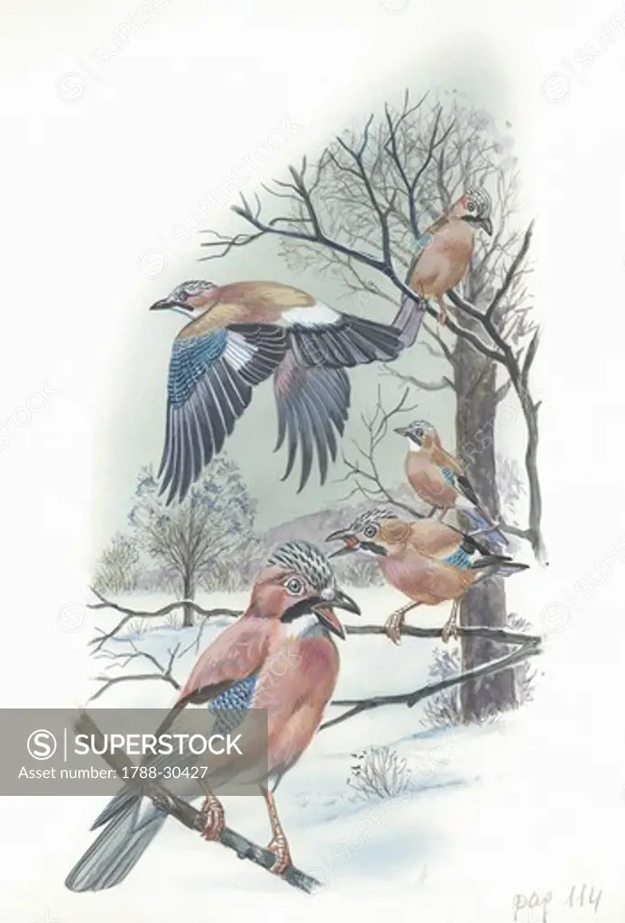 Eurasian Jay (Garrulus glandarius), illustration  Zoology, Birds
