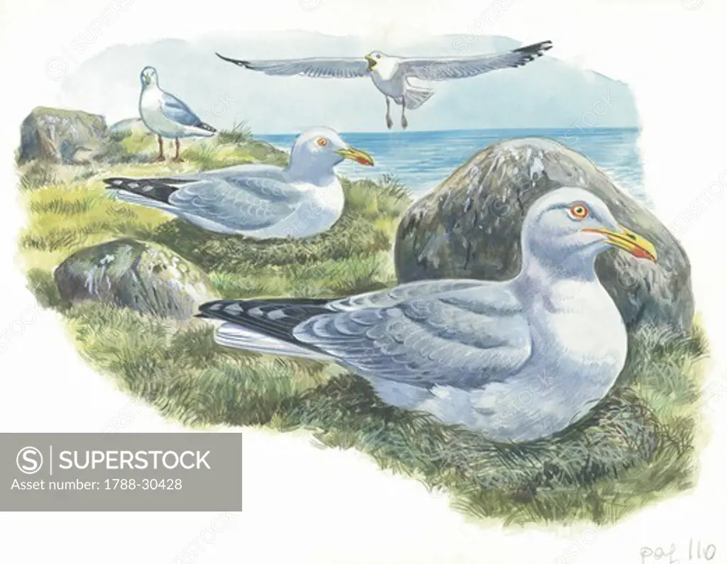 Herring Gulls (Larus argentatus), illustration  Zoology, Birds