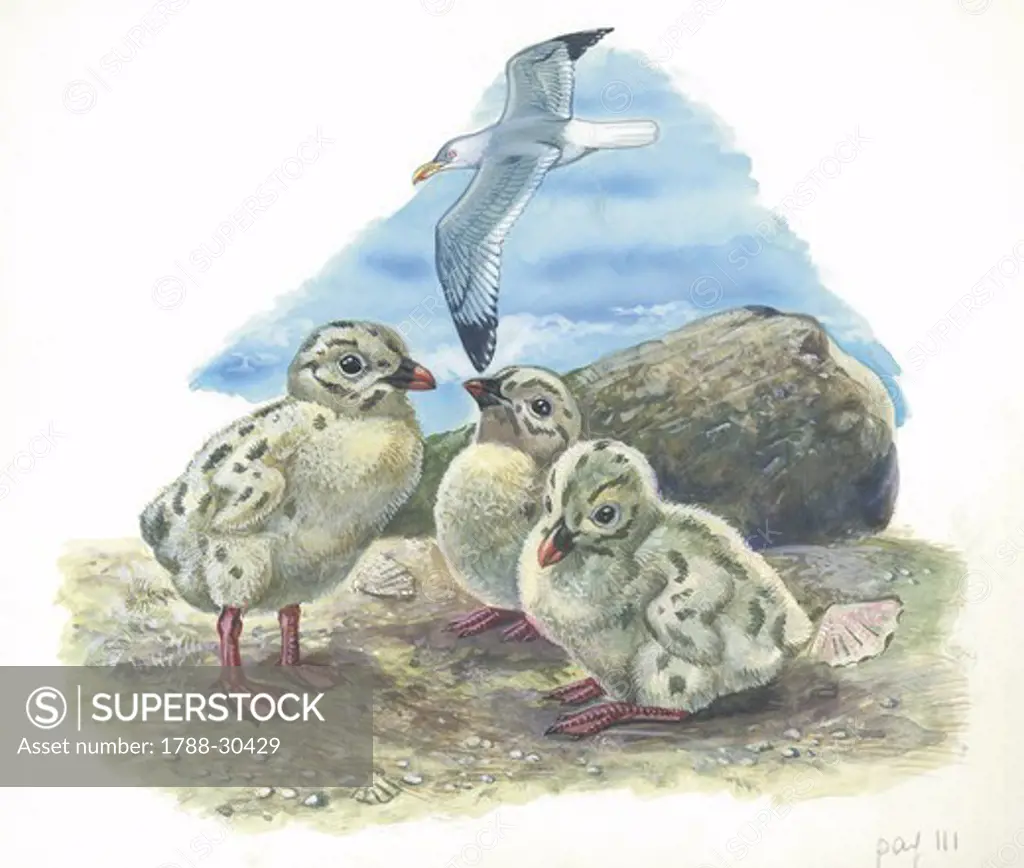 Herring Gull (Larus argentatus) chicks, illustration  Zoology, Birds