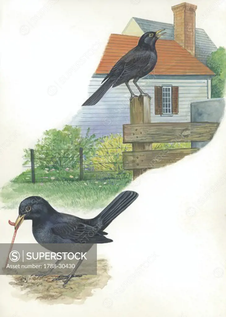 Two Blackbirds (Turdus merula), one on fence and other pulling worm from ground, illustration  Zoology, Birds