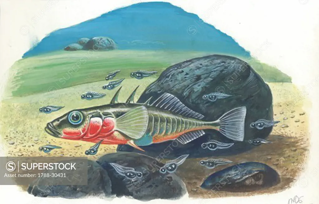 Three-spined stickleback (Gasterosteus aculeatus), male with fries, illustration.