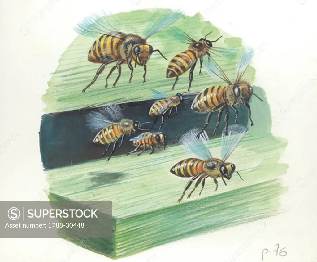European honey worker bees (Apis mellifera), illustration.