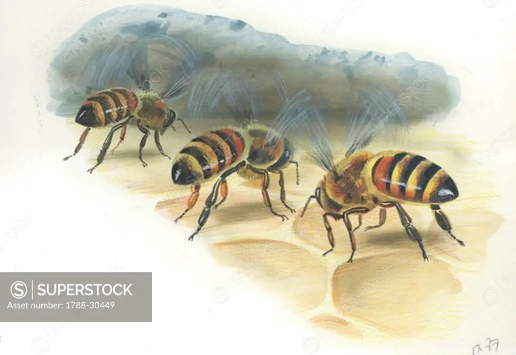 European honey worker bees (Apis mellifera) storing honey in the hive, illustration.