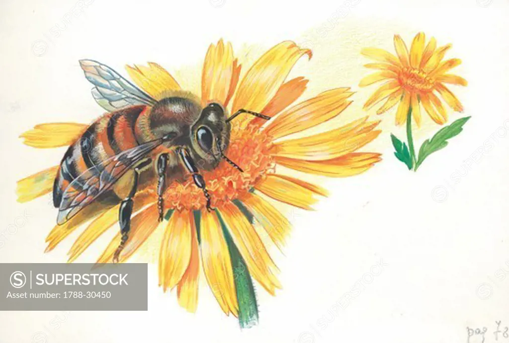 Worker bee (Apis mellifica) sucking nectar and pollen from a flower, illustration.