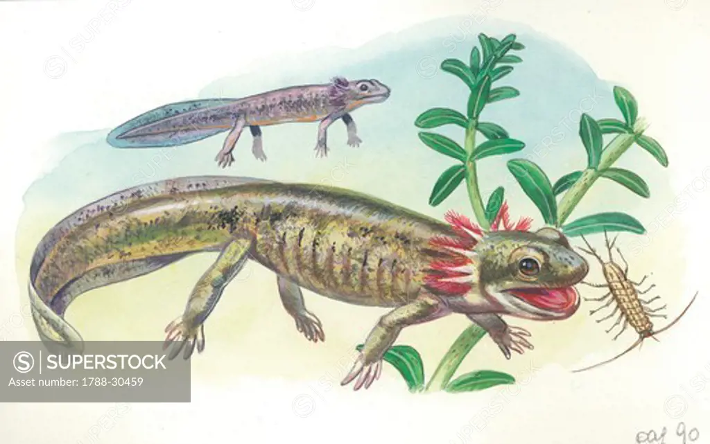 Salamander tadpole catching insects in water, illustration.