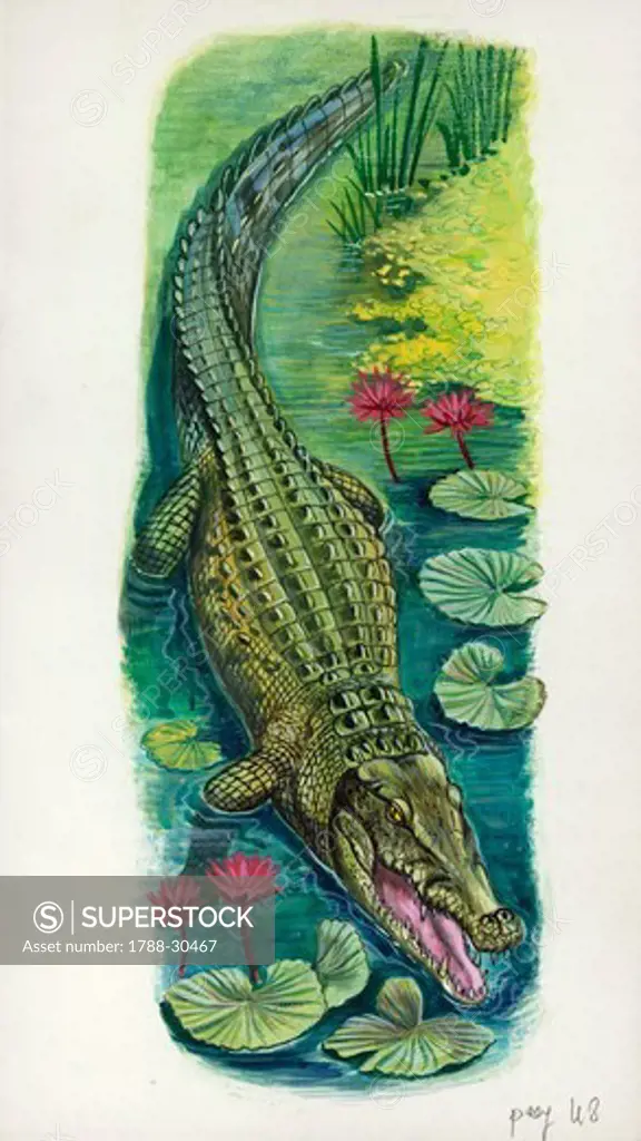 Nile crocodile (Crocodylus niloticus), illustration.
