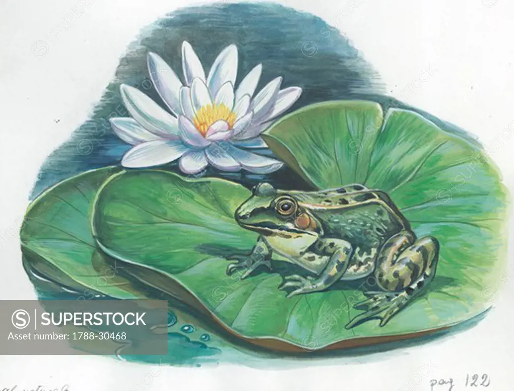 Edible frog (Rana esculenta or Pelophylax esculentus) , illustration.