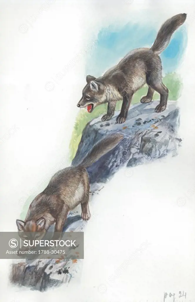Cubs of Arctic Fox (Vulpes lagopus or Alopex lagopus), illustration.
