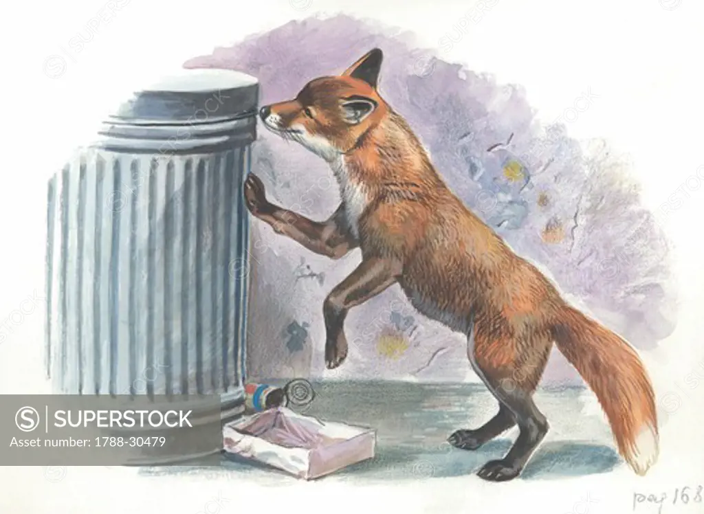 Red fox (Vulpes vulpes) looking for food in a garbage bin, illustration.