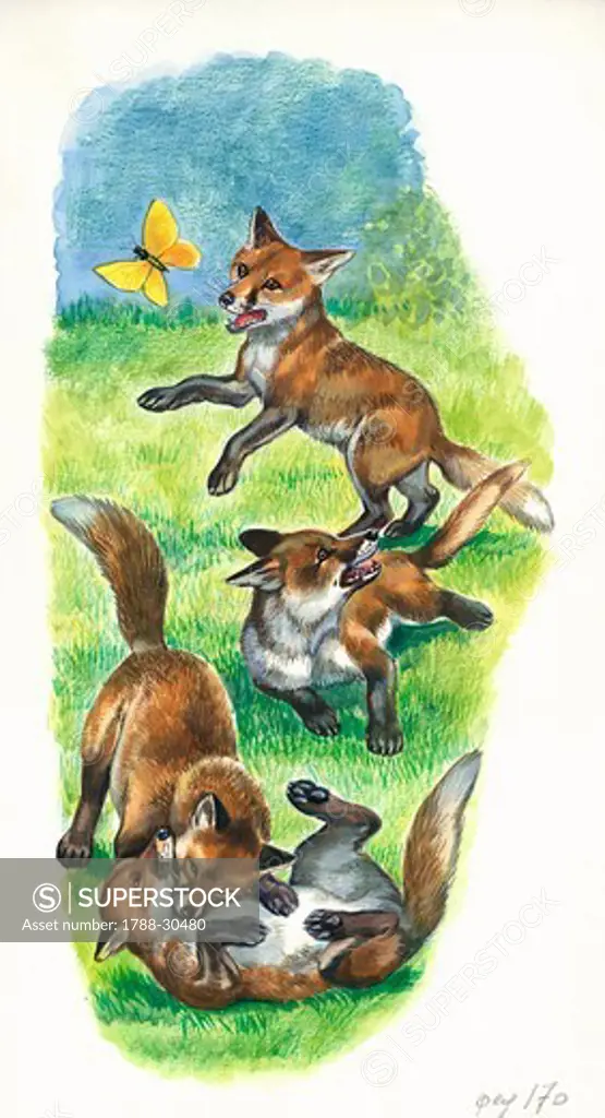 Red fox (Vulpes vulpes) cubs playing and hunting butterflies, illustration.