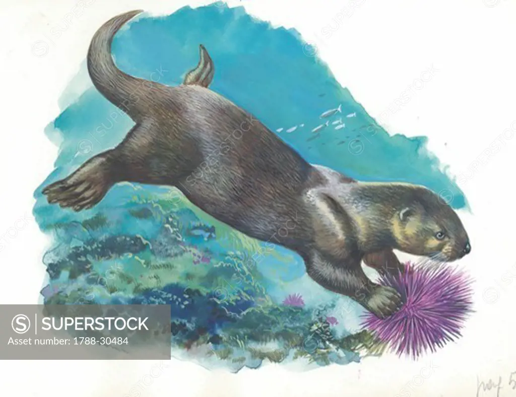 Sea otter (Enhydra lutris) under water, illustration.