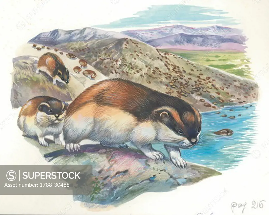 Lemmings' mass migration, illustration.