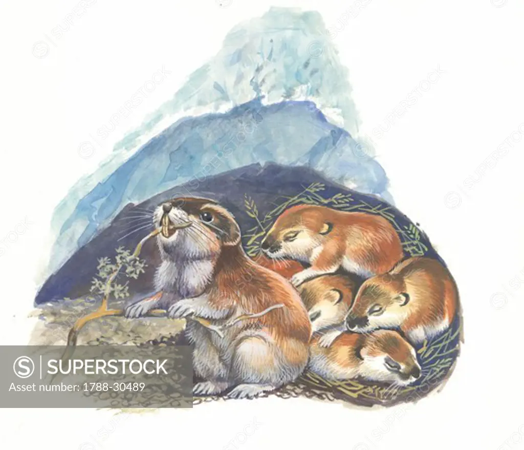 Lemming with its young in the den, illustration.