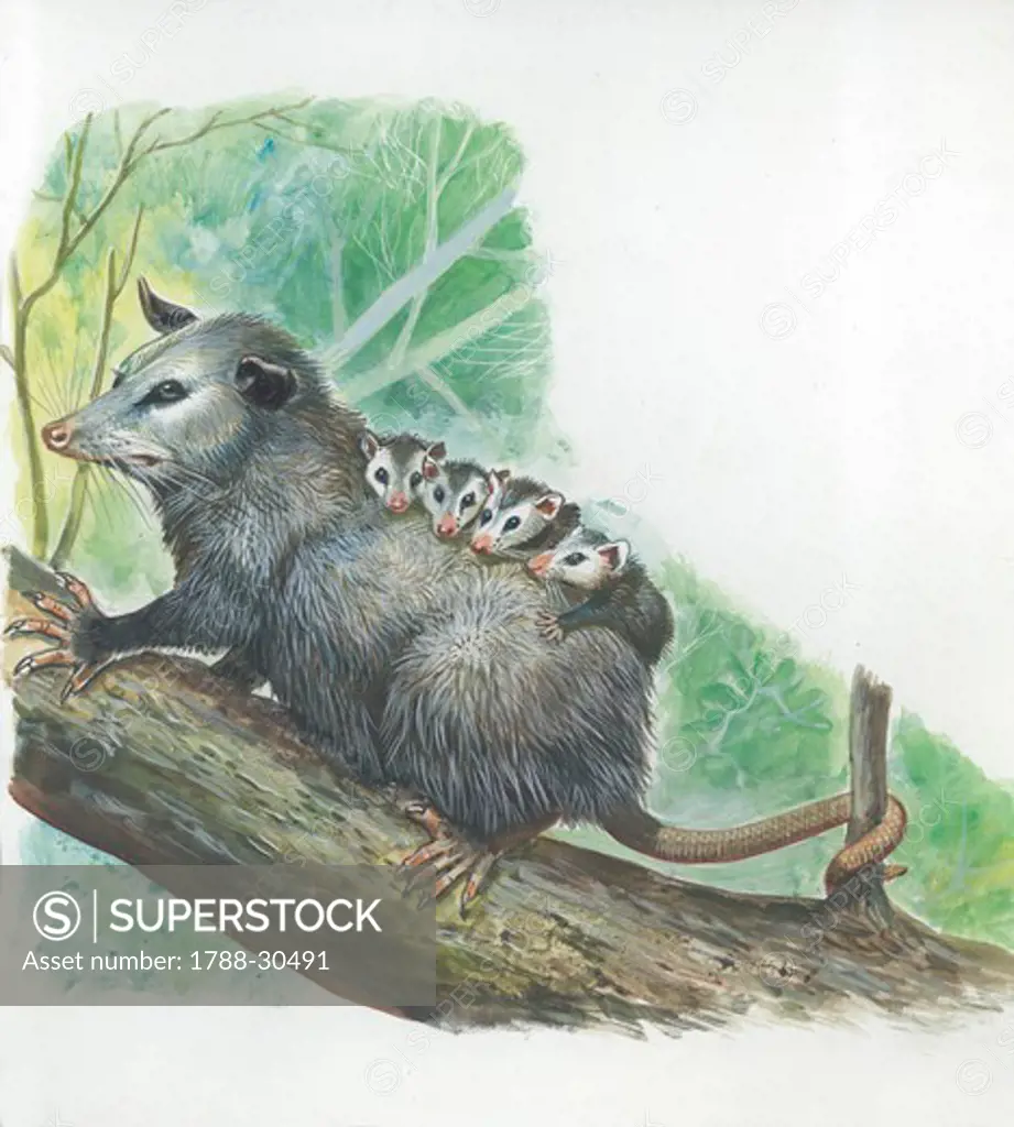 Virginia Opossum (Didelphis virginiana) carrying young on its back, illustration.