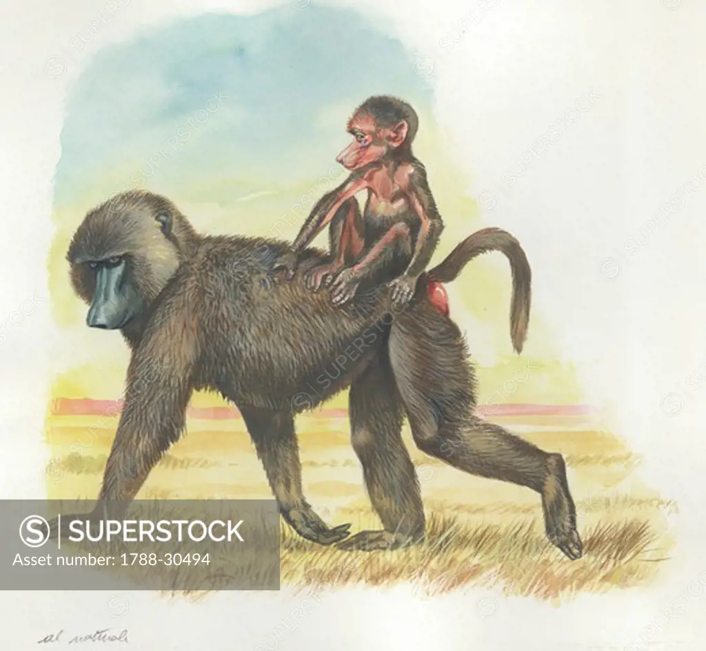 Yellow Baboon (Papio cynocephalus) carrying infant on its back, illustration.