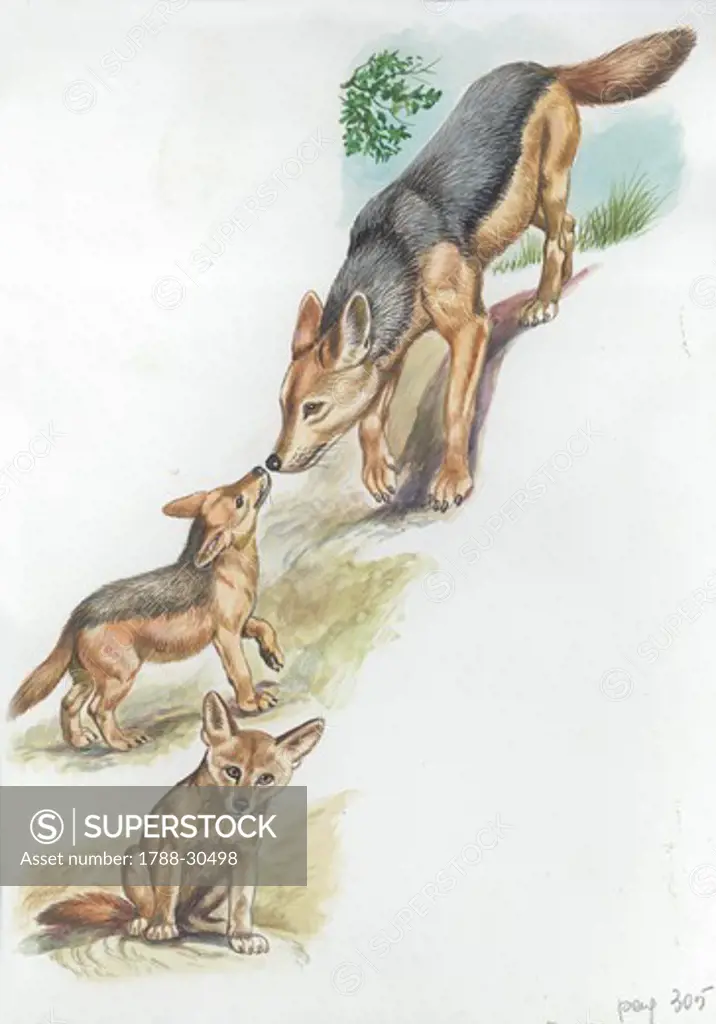 Black-backed Jackal (Canis mesomelas) with pups, illustration.