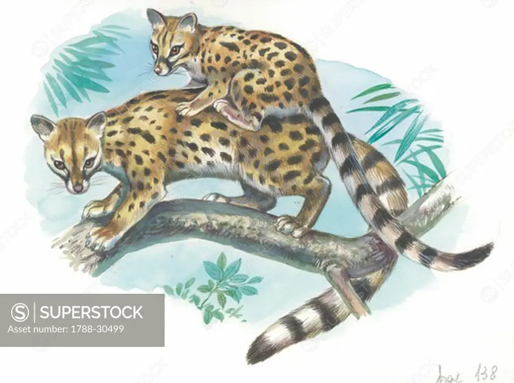 Cape Genet (Genetta tigrina) with young on its back, illustration.