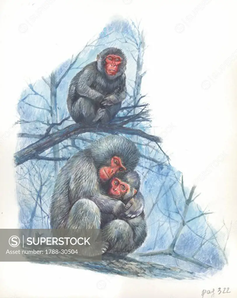Japanese Macaque (Macaca fuscata) with infant, illustration.