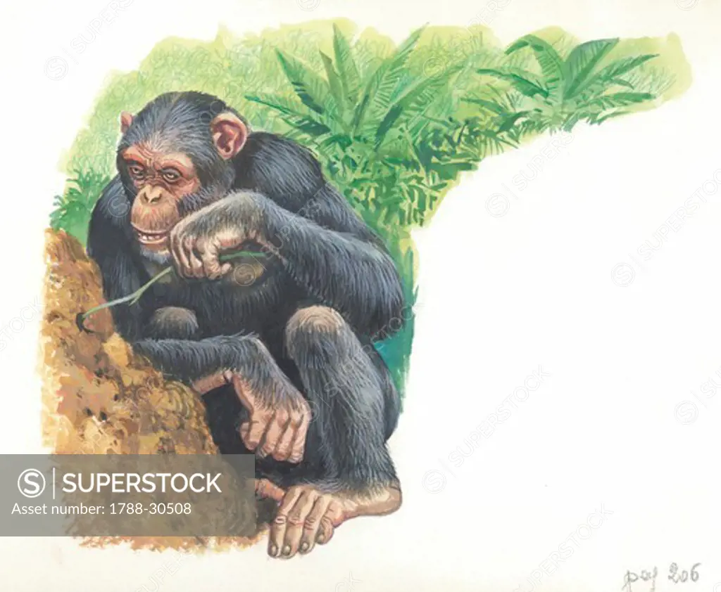 Chimpanzee (Pan troglodytes) fishing for termites, illustration.