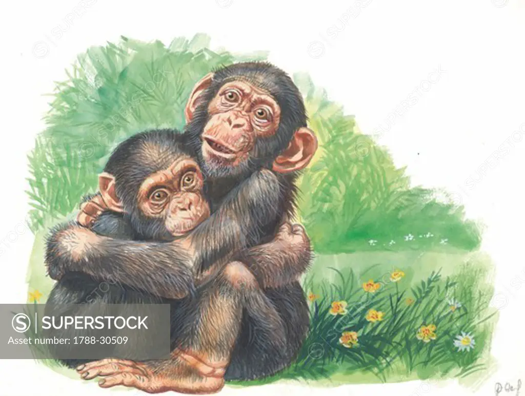 Chimpanzees (Pan troglodytes) playing, illustration.