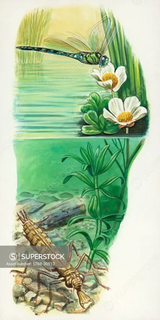 Dragonfly on a flower. Dragonfly under water in a pond, illustration.