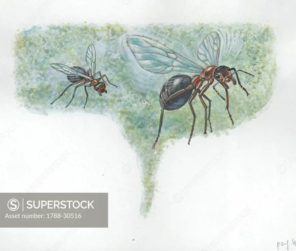 Southern wood ants or horse ants (Formica rufa) during nuptial flight, illustration.