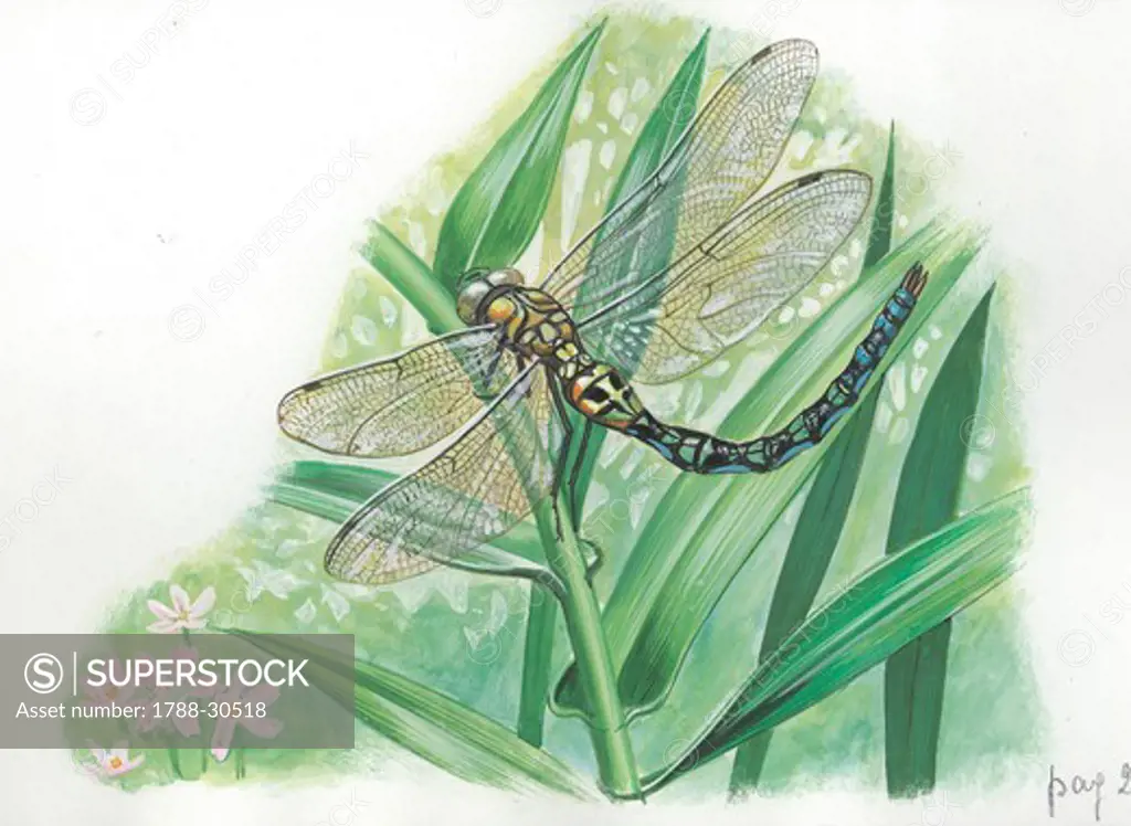 Dragonfly, illustration.