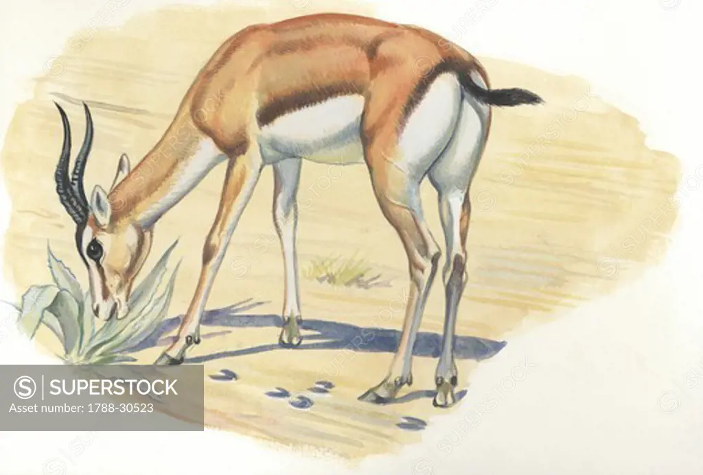 Dorcas Gazelle (Gazella dorcas) extracting water from plant, illustration  Zoology, Mammals