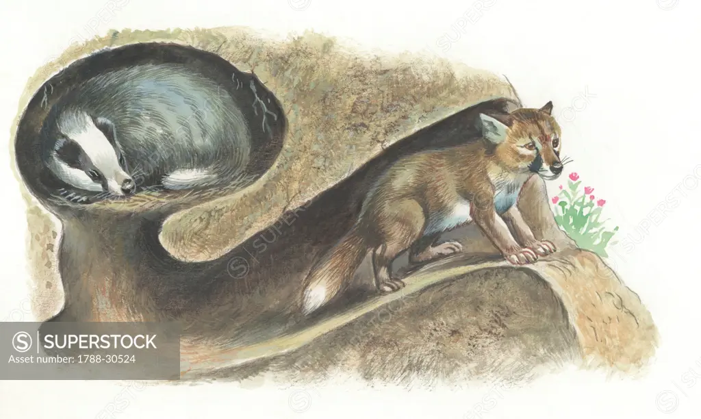 European Badger (Meles meles) and Red Fox (Vulpes vulpes) in lair, cross section, illustration  Zoology, Mammals
