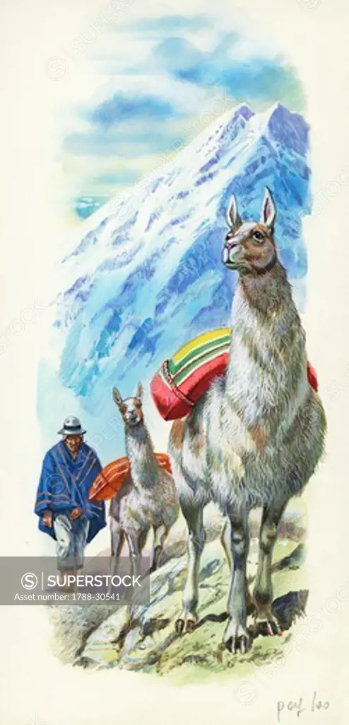 Llamas (Lama glama) used as pack animals, illustration.