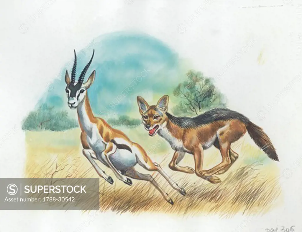 Black-backed Jackal (Canis mesomelas) hunting an antelope, illustration.