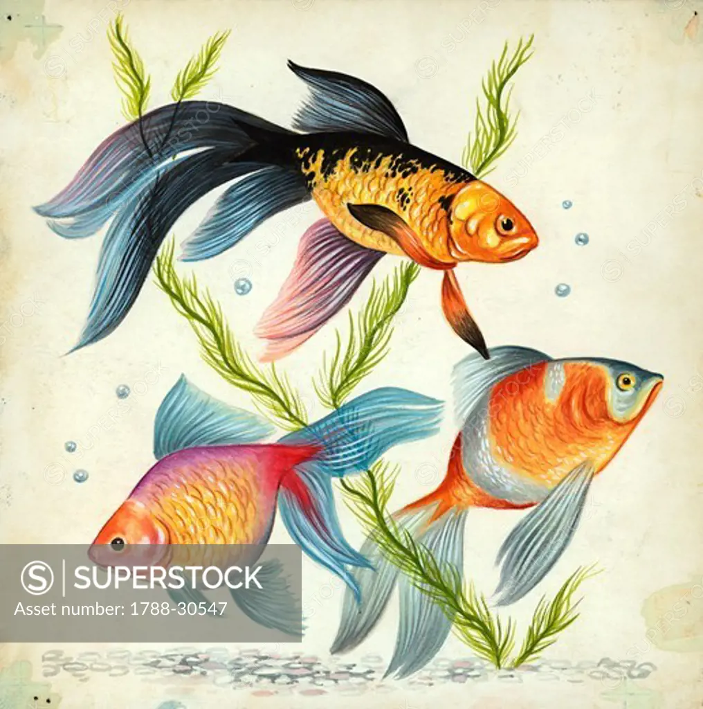 Siamese fighting fish (Betta splendens), illustration.
