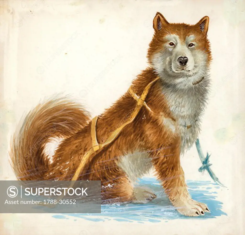 Siberian Husky dog (Canis lupus familiaris), illustration.