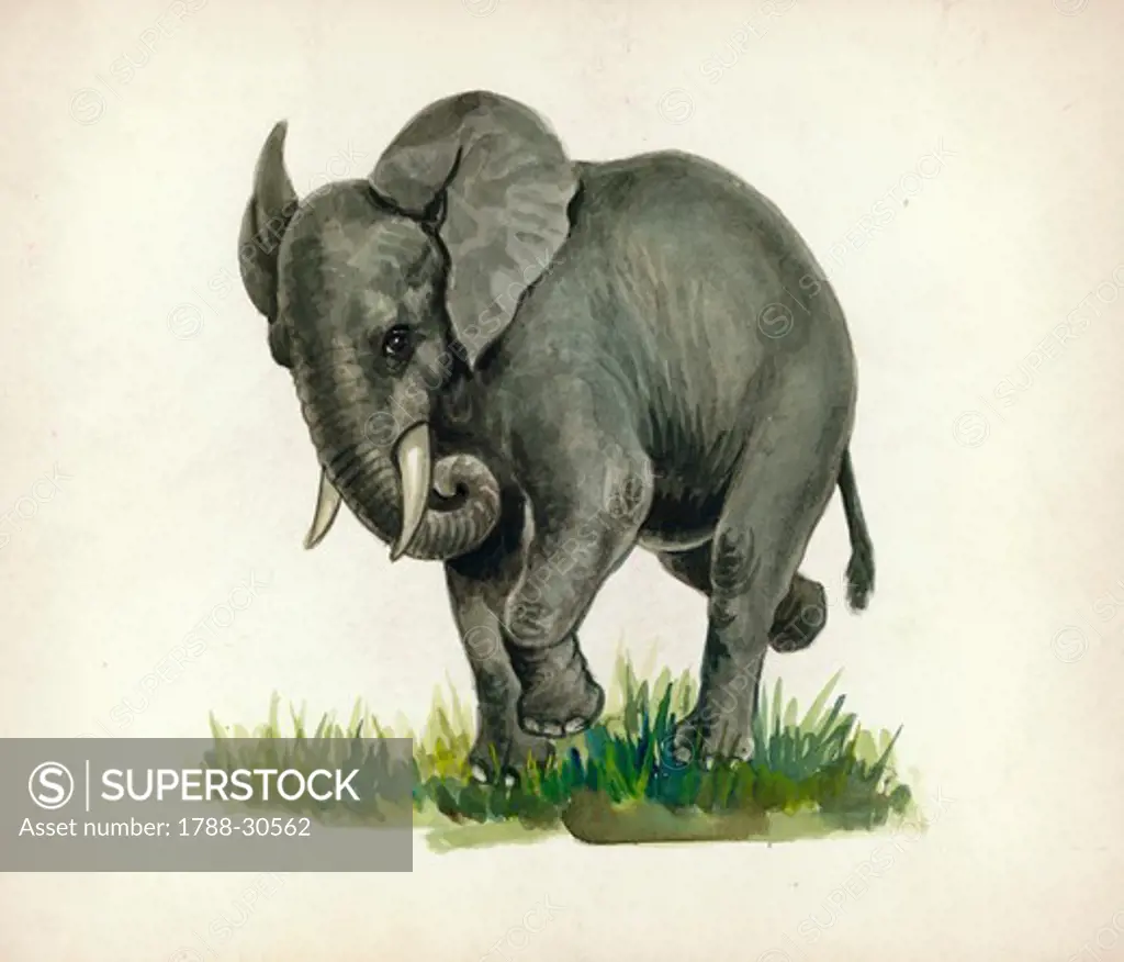 Elephant, illustration.