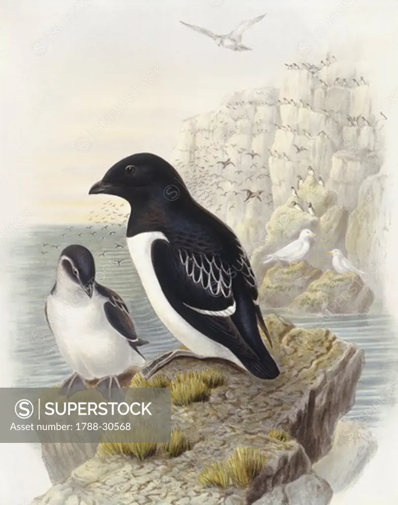 Zoology - Birds - Charadriiformes - Dovekie (Alle alle). Engraving by John Gould.
