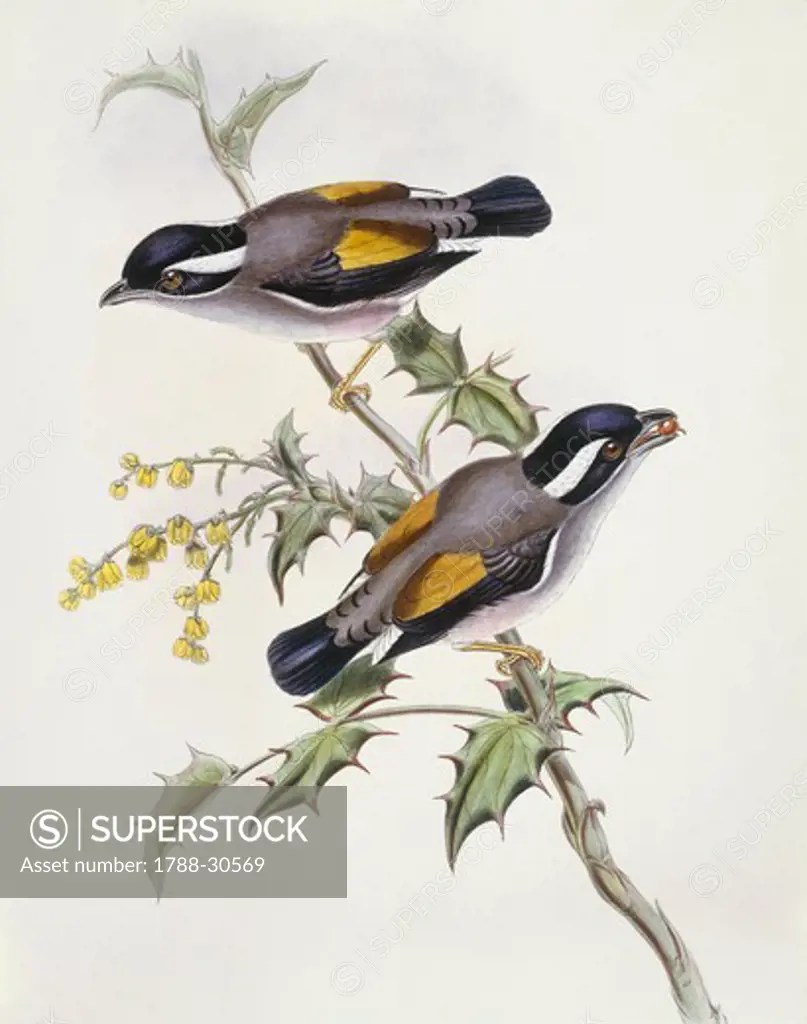Zoology - Birds - Passeriformes - White-browed shrike-babbler (Pteruthius flaviscapis). Engraving by John Gould.