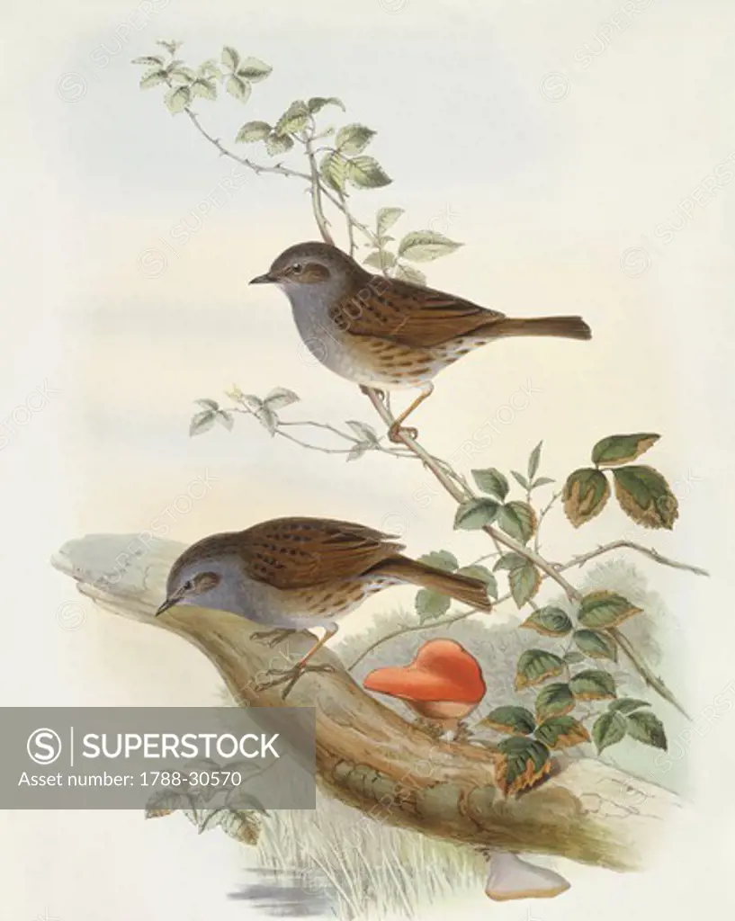 Zoology - Birds - Passeriformes - Hedge accentor (Prunella modularis). Engraving by John Gould.