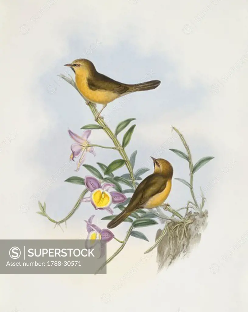 Zoology - Birds - Passeriformes - Black-chinned babbler (Stachyris pyrrhops). Engraving by John Gould.