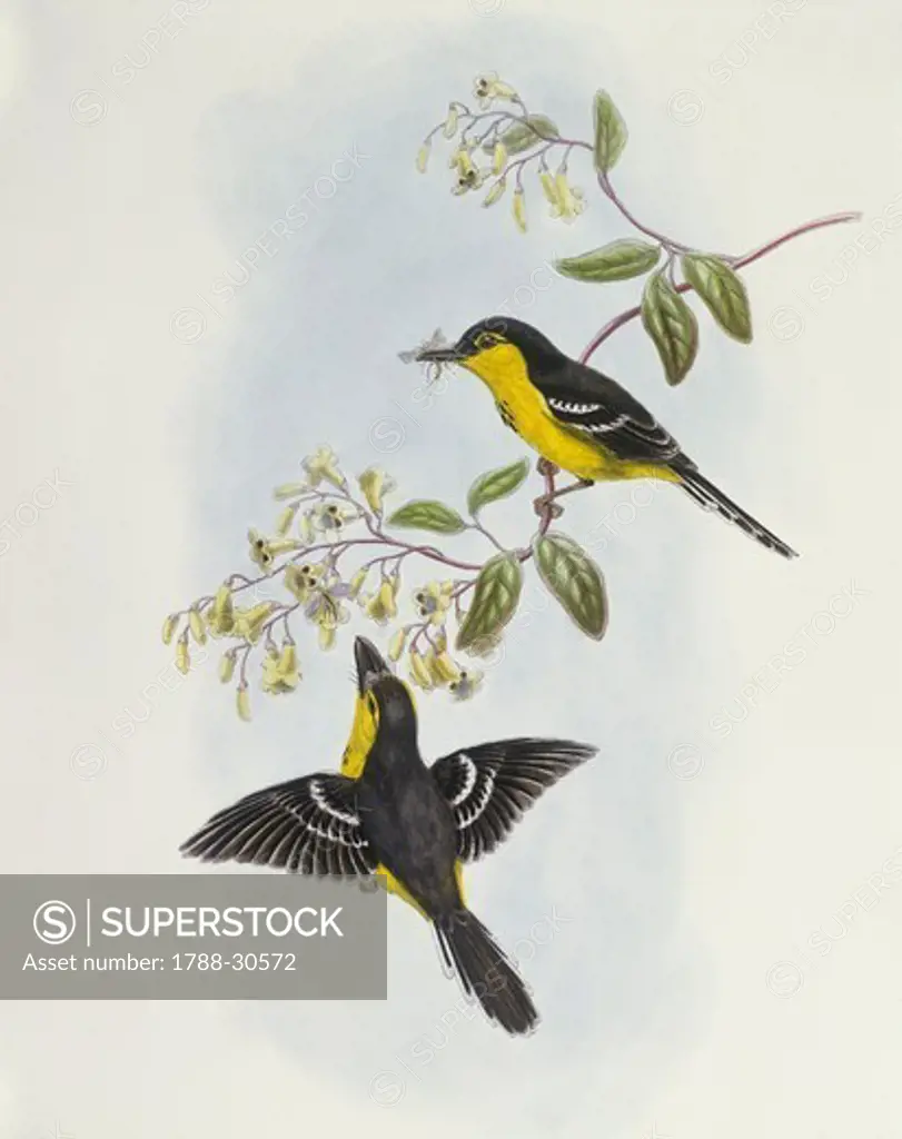 Zoology - Birds - Passeriformes - Black-breasted boatbill (Machaerirhynchus nigripectus). Engraving by John Gould.