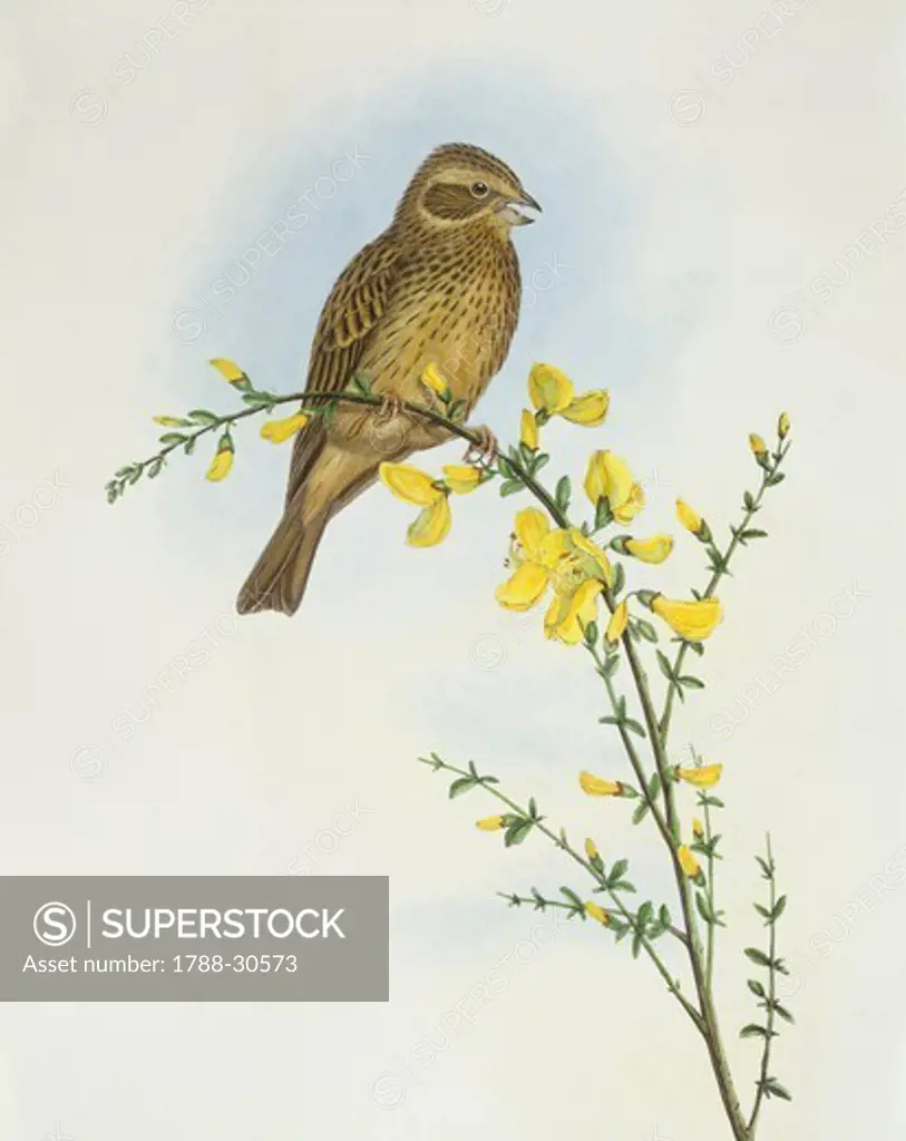 Zoology - Birds - Passeriformes - Corn bunting (Miliaria o Emberiza calandra). Engraving by John Gould.