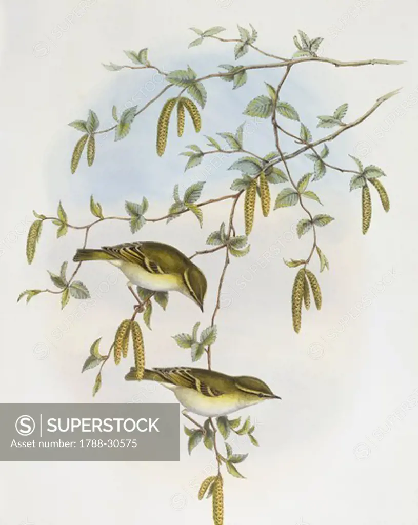 Zoology - Birds - Passeriformes - Blyth's leaf-warbler (Phylloscopus reguloides). Engraving by John Gould.